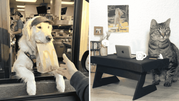 Split image: On the left, a dog in a McDonald’s uniform hands a bag through a drive-thru window. On the right, a cat sits at a desk with a laptop, mug, and a “Hang In There!” poster on the wall behind.