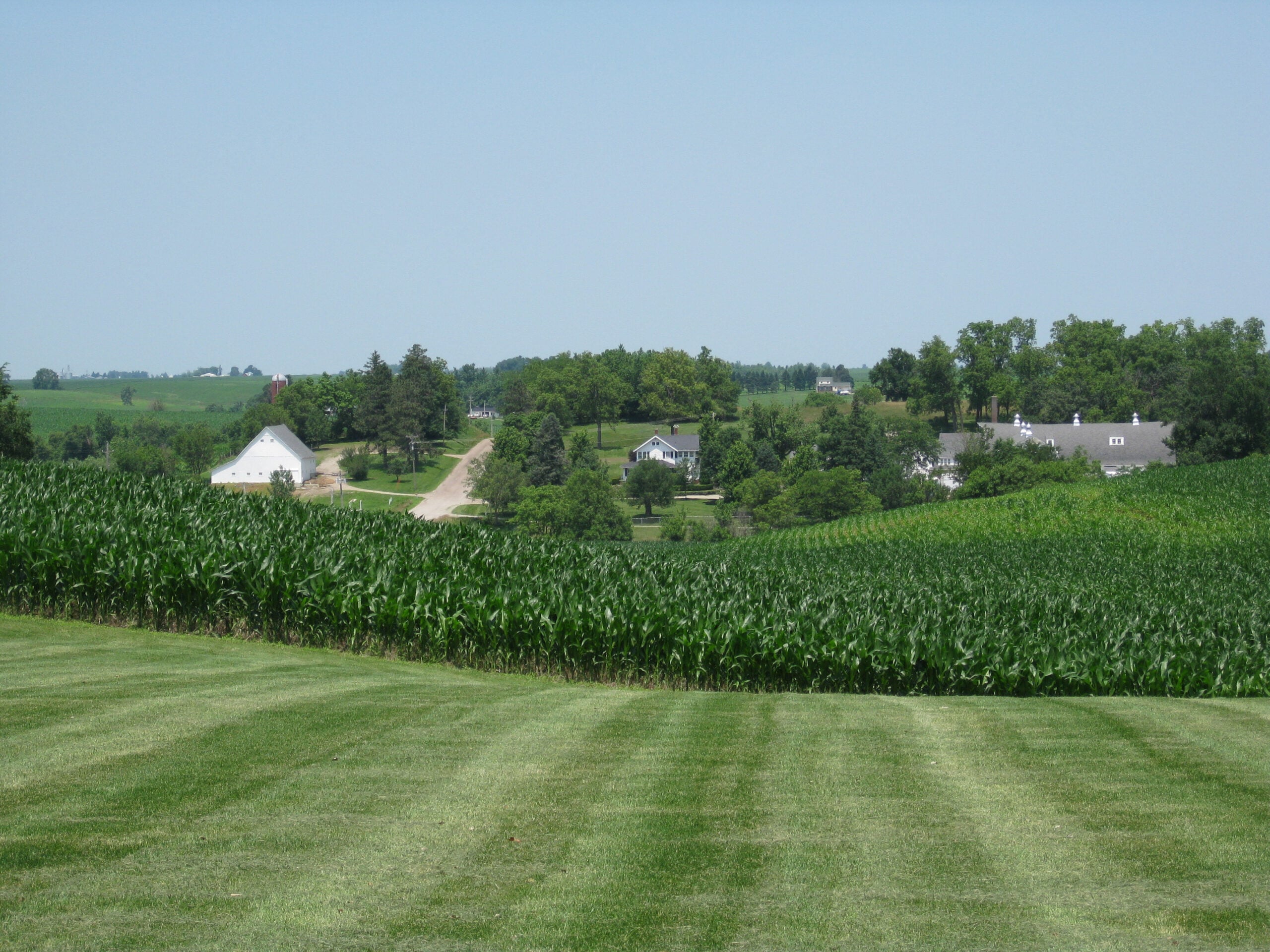 A rural landscape with a green cornfield in the foreground, mowed grass, scattered trees, and several white houses and barns under a clear blue sky.