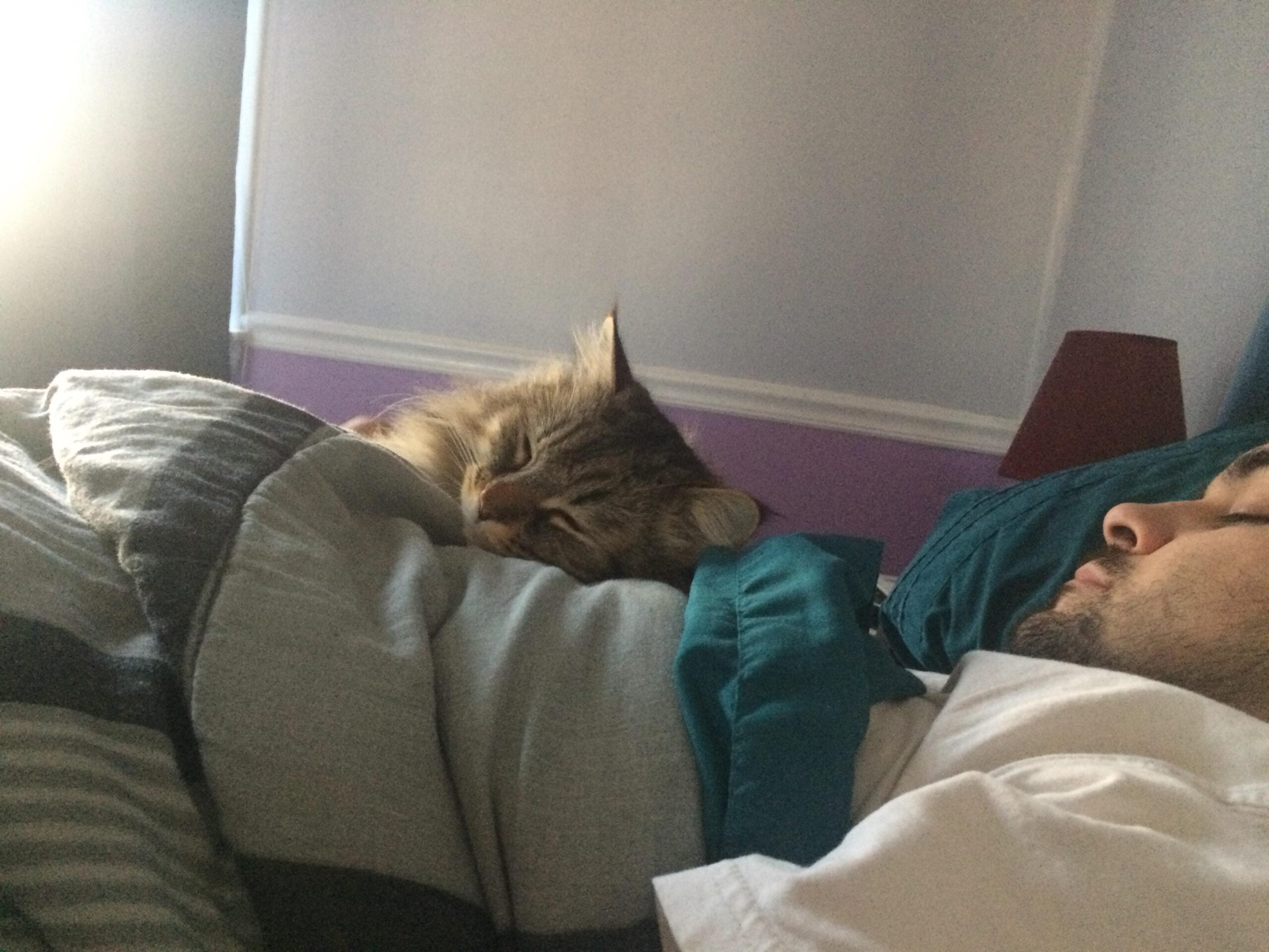 A person and a fluffy tabby cat are lying in bed under blankets, both appearing to be asleep and cozy. Soft sunlight filters into the room.