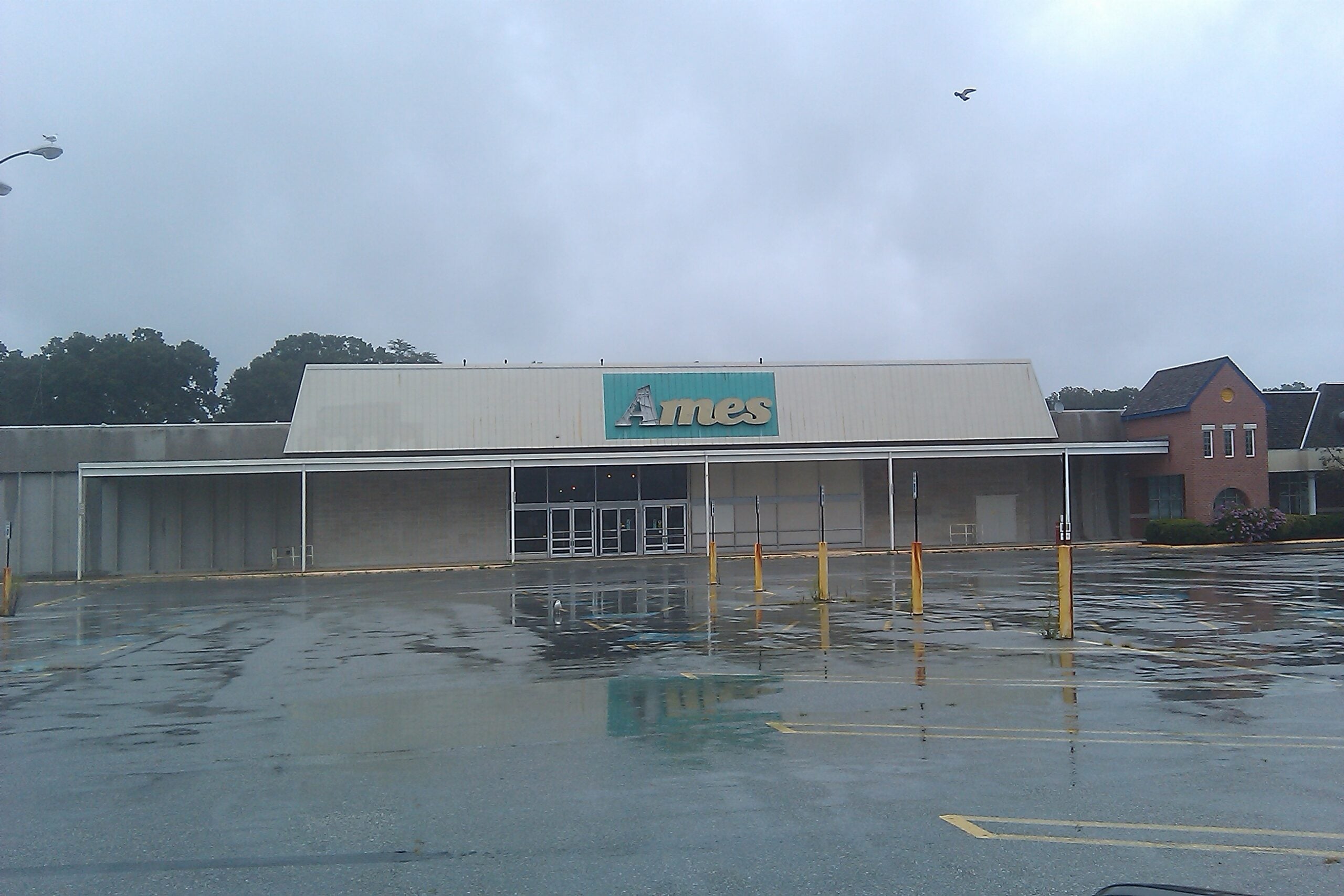 An empty, abandoned Ames department store with a faded sign, photographed on a rainy day. The wet parking lot reflects the building, and a single bird flies in the cloudy gray sky.