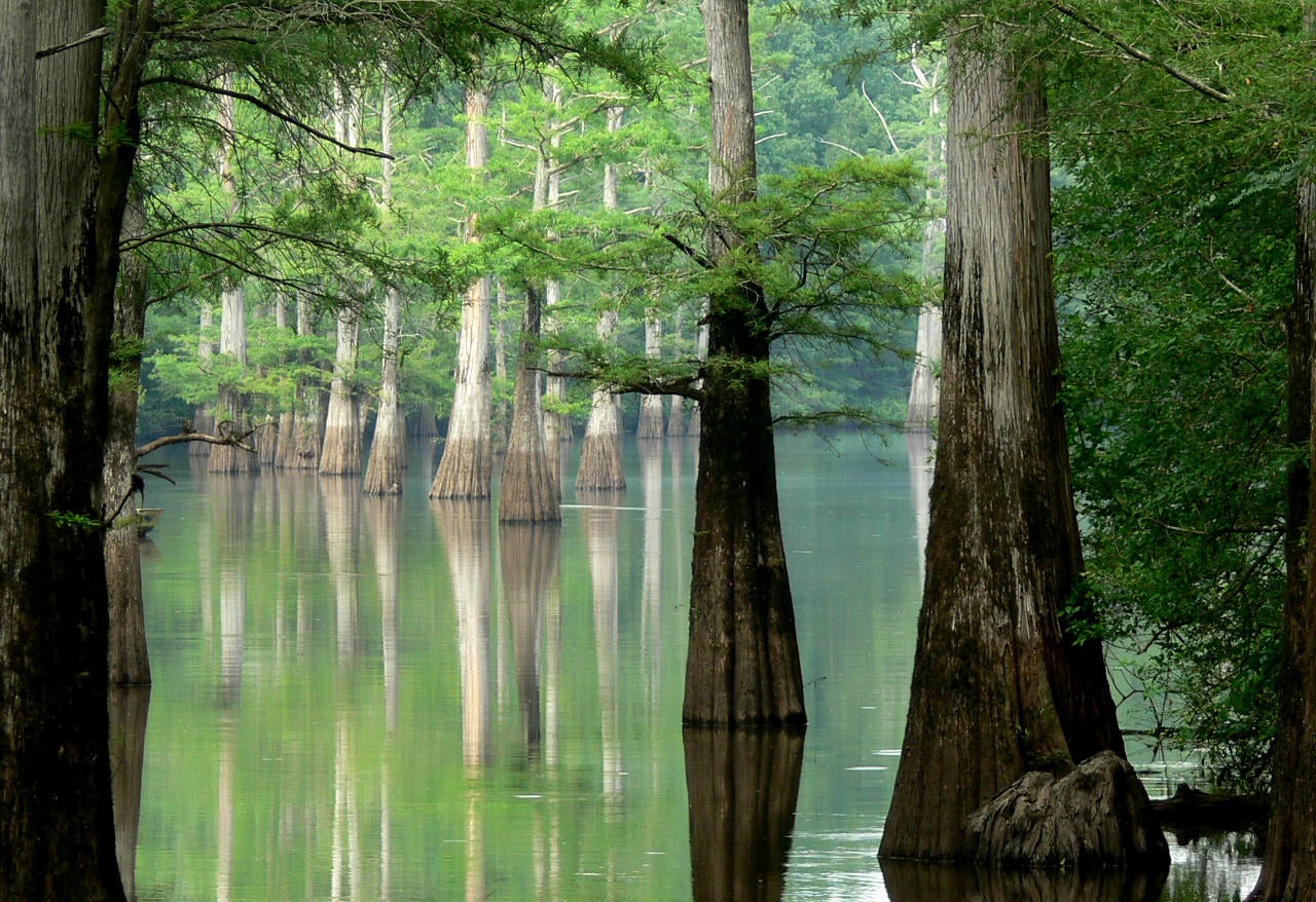 Tall cypress trees with wide trunks grow in shallow, calm water in a dense, green swamp. Reflections of the trees appear on the water’s surface, and lush foliage surrounds the scene.