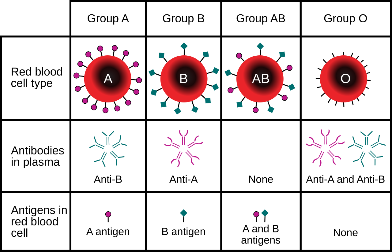 A chart compares blood types A, B, AB, and O, showing their antigens, plasma antibodies, and antigens present in red blood cells with labeled illustrations and icons for each blood type.