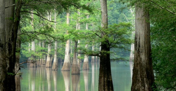 Tall bald cypress trees stand in calm, reflective water in a swampy forest, their trunks flaring at the base. Lush green foliage surrounds the scene, with trees fading into the background.