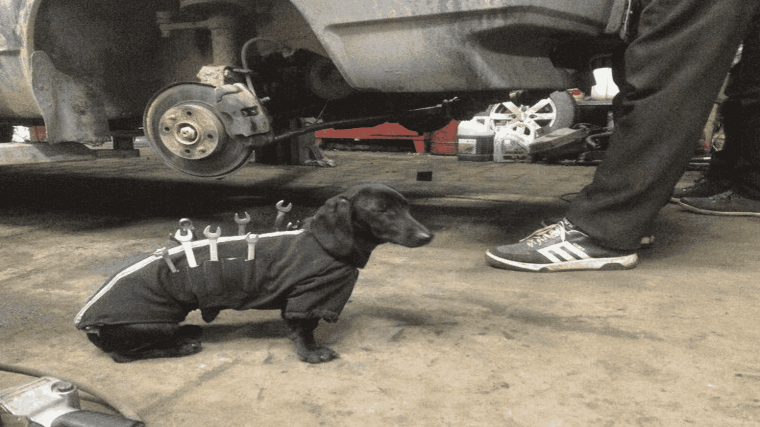 A small black dog wearing a jacket with wrenches attached sits in a garage next to a car missing a wheel and a person standing nearby.
