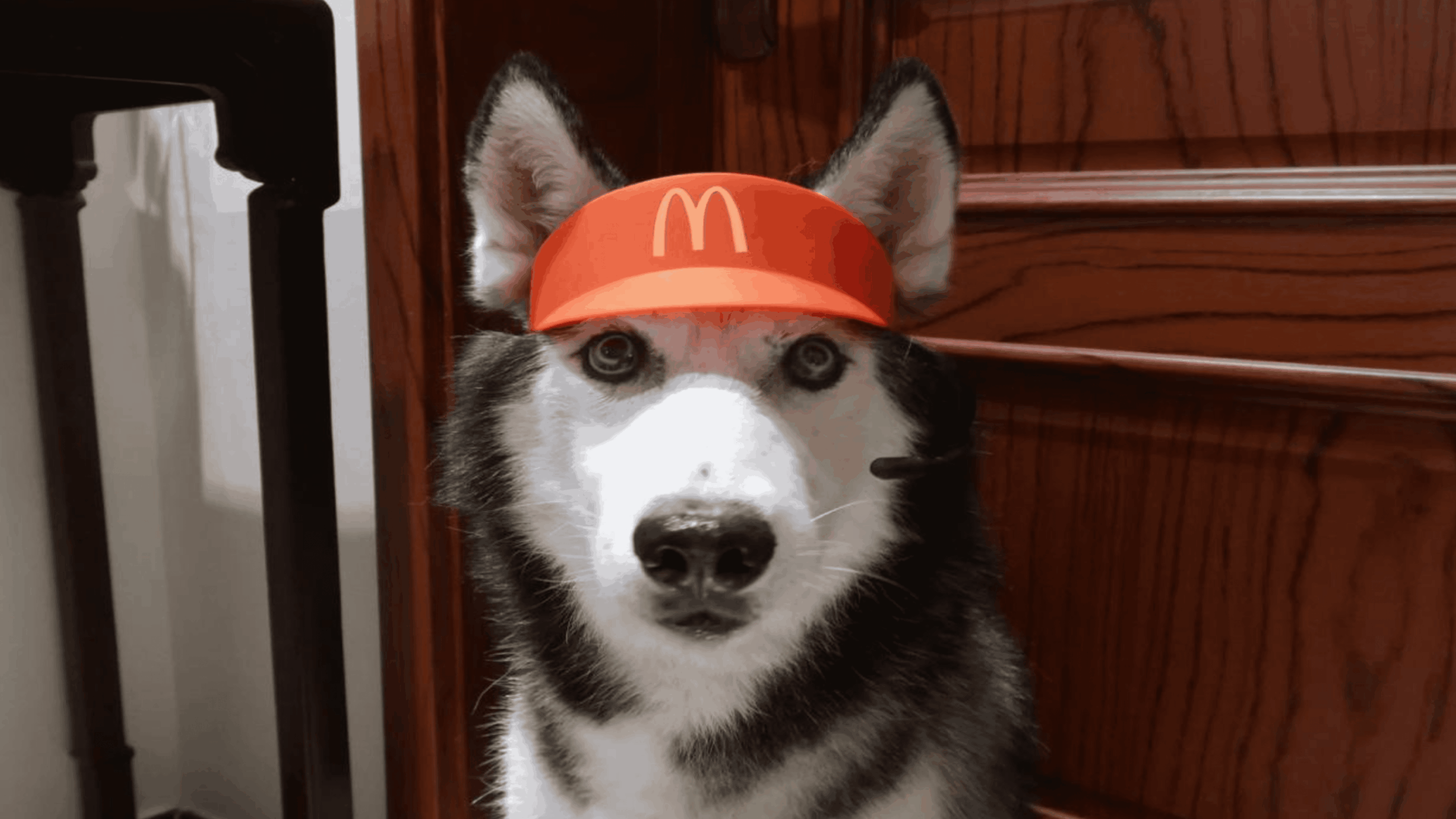 A Siberian husky wearing a red McDonald’s hat and a headset, sitting indoors in front of wooden cabinets.