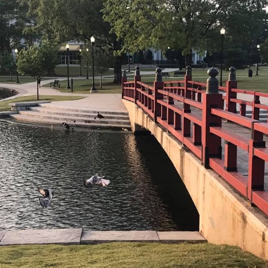 A red-railed bridge crosses over a pond in a park, with ducks swimming and two birds flying close to the water’s edge in the foreground. Trees and walkways surround the scene.