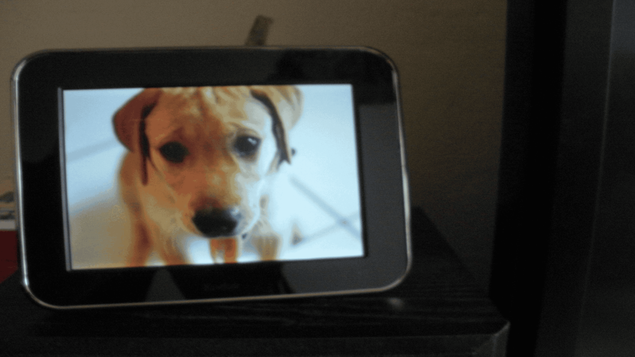 A digital photo frame displays an image of a brown puppy with floppy ears looking up, set against a light, out-of-focus background. The frame sits on a dark surface.