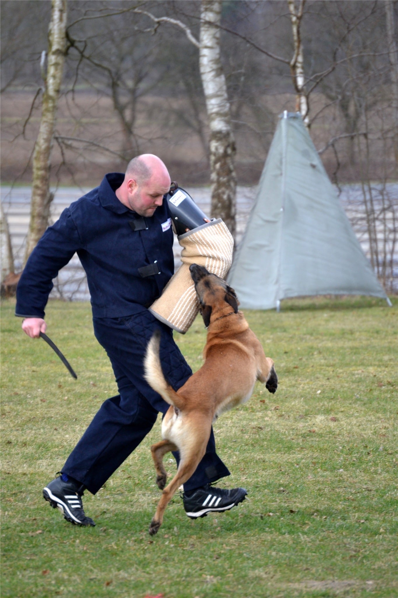 A man in protective gear trains with a Belgian Malinois dog, which is biting his padded sleeve. The man holds a stick, and they are outdoors on grass with trees and a tent-like structure in the background.