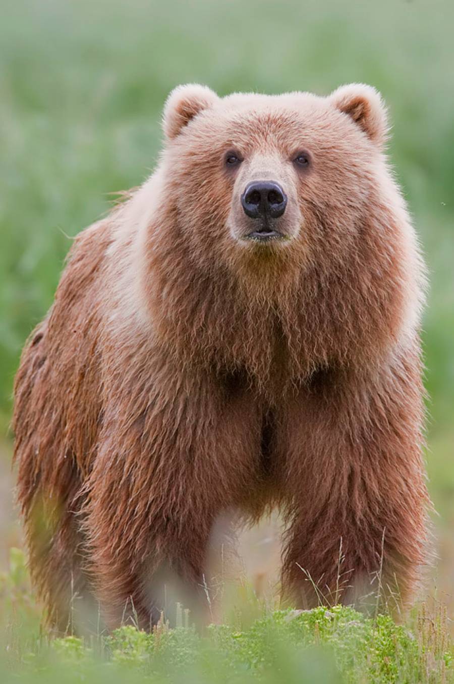 A brown bear with thick fur stands facing the camera in a grassy field, looking alert and curious. The background is blurred green vegetation.