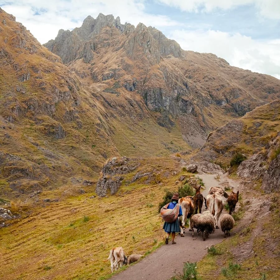 A person herds cows and sheep along a narrow mountain path, accompanied by a dog. Rugged, brown hills and rocky peaks rise dramatically in the background under a partly cloudy sky.