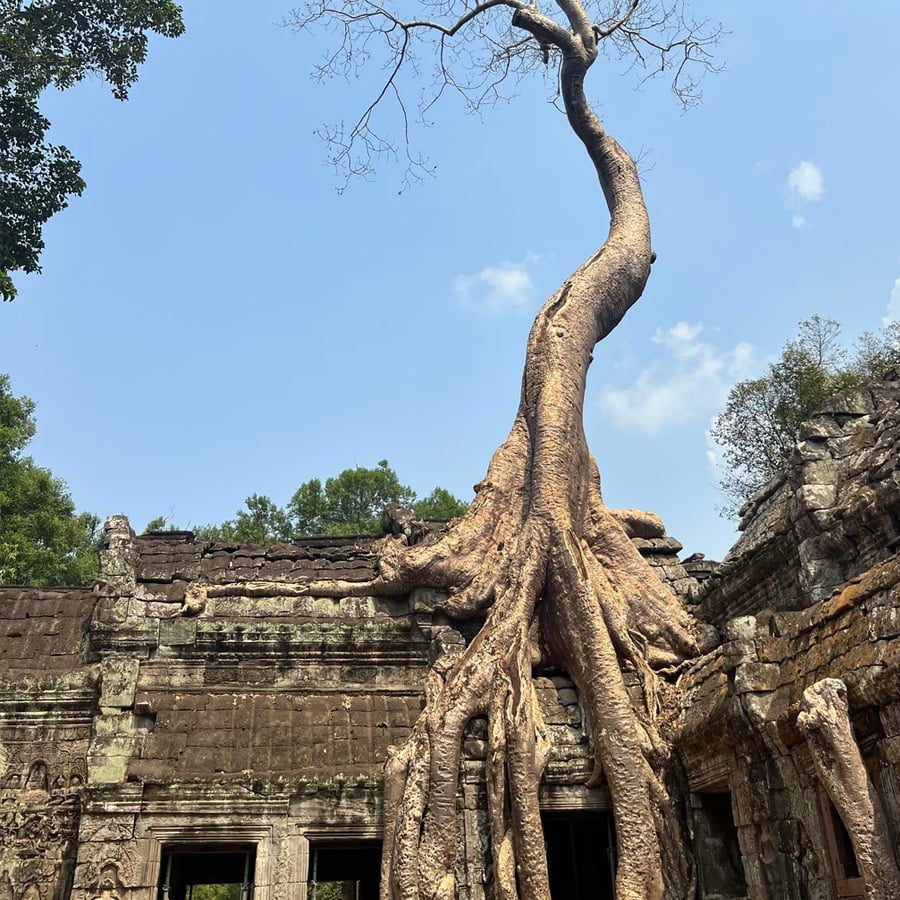 A large tree with thick, twisting roots grows atop an ancient stone temple ruin under a clear blue sky.