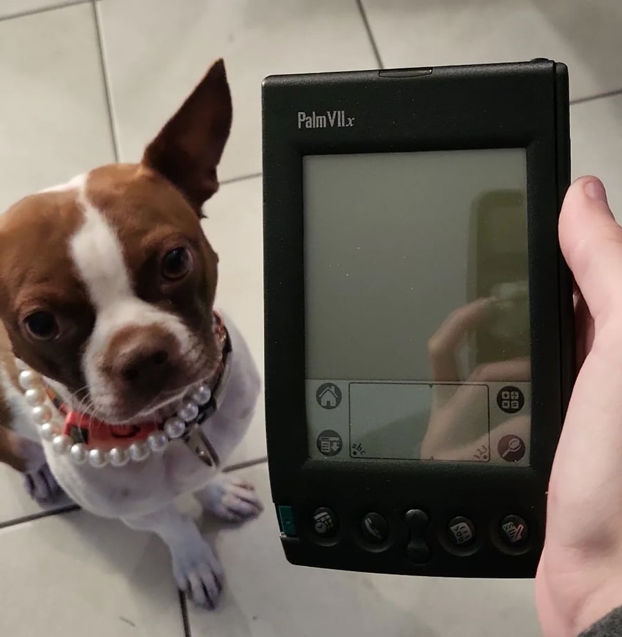 A brown and white dog with a pearl necklace sits next to a hand holding a Palm VIIx PDA device, with tiled flooring in the background.