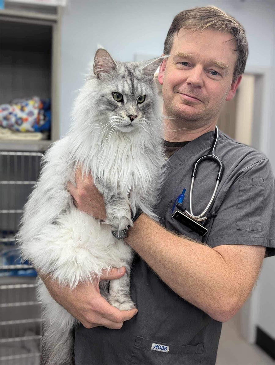 A veterinarian in gray scrubs holds a large, fluffy gray and white cat. The vet wears a stethoscope around his neck and stands in a clinical setting with animal cages in the background.