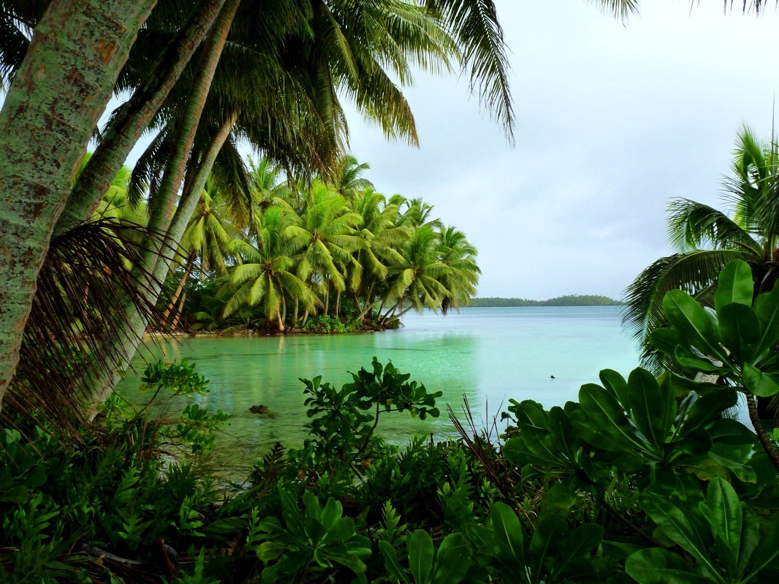 A view of a turquoise lagoon surrounded by lush palm trees.