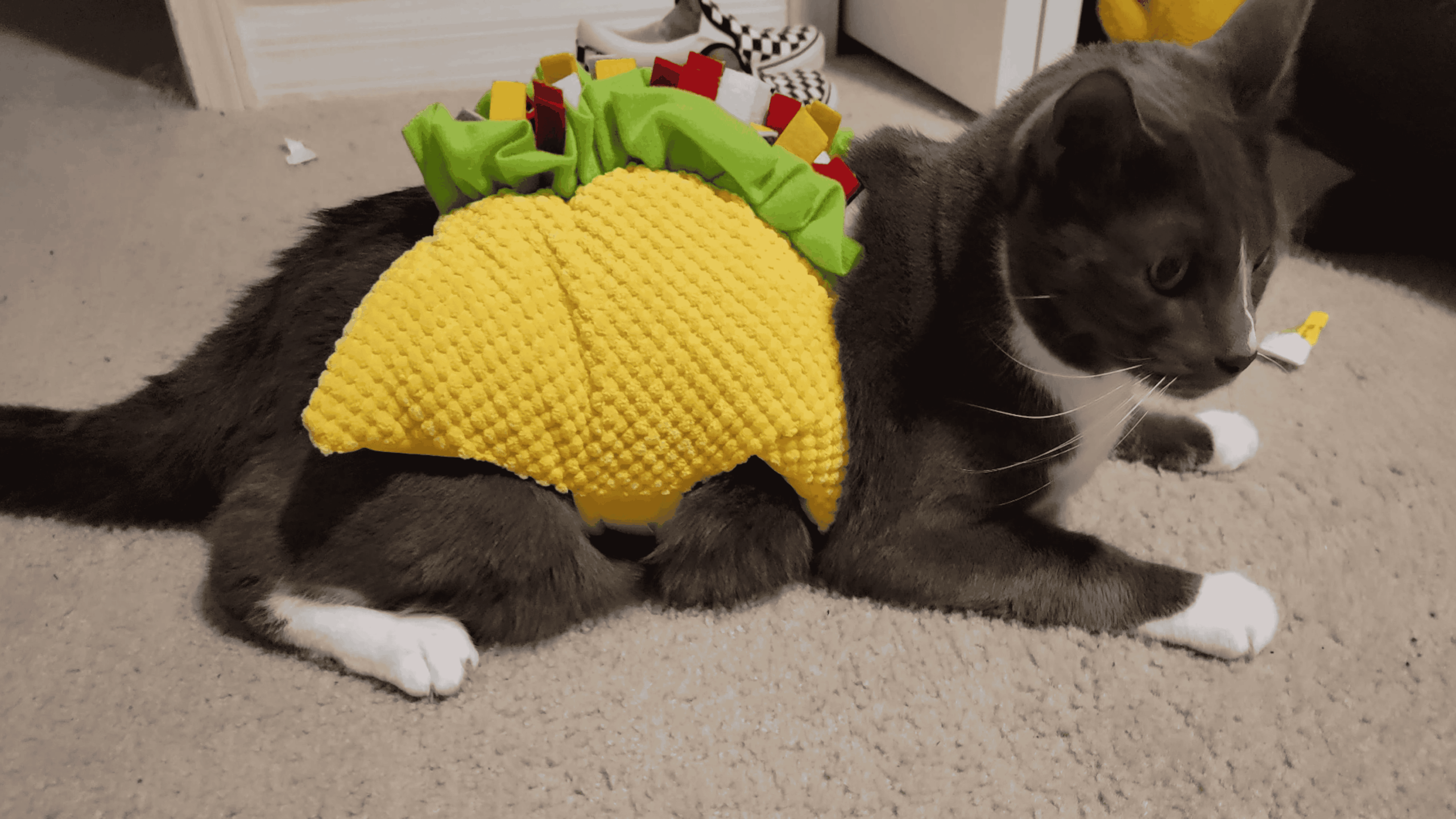 A gray and white cat is lying on carpet, wearing a yellow taco costume with green, red, and yellow toppings on its back.
