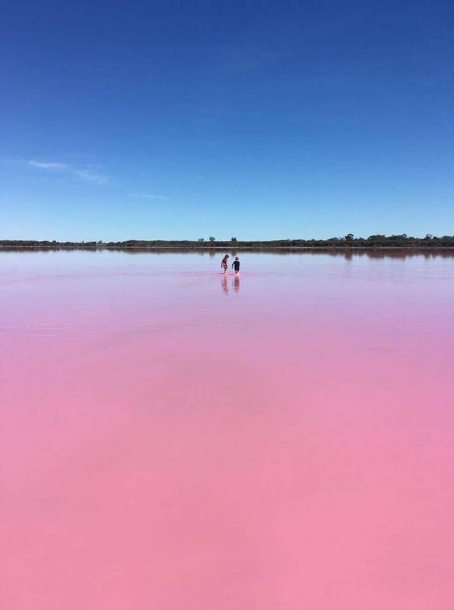 Two people walk through the shallow water of a vibrant pink lake under a clear blue sky.