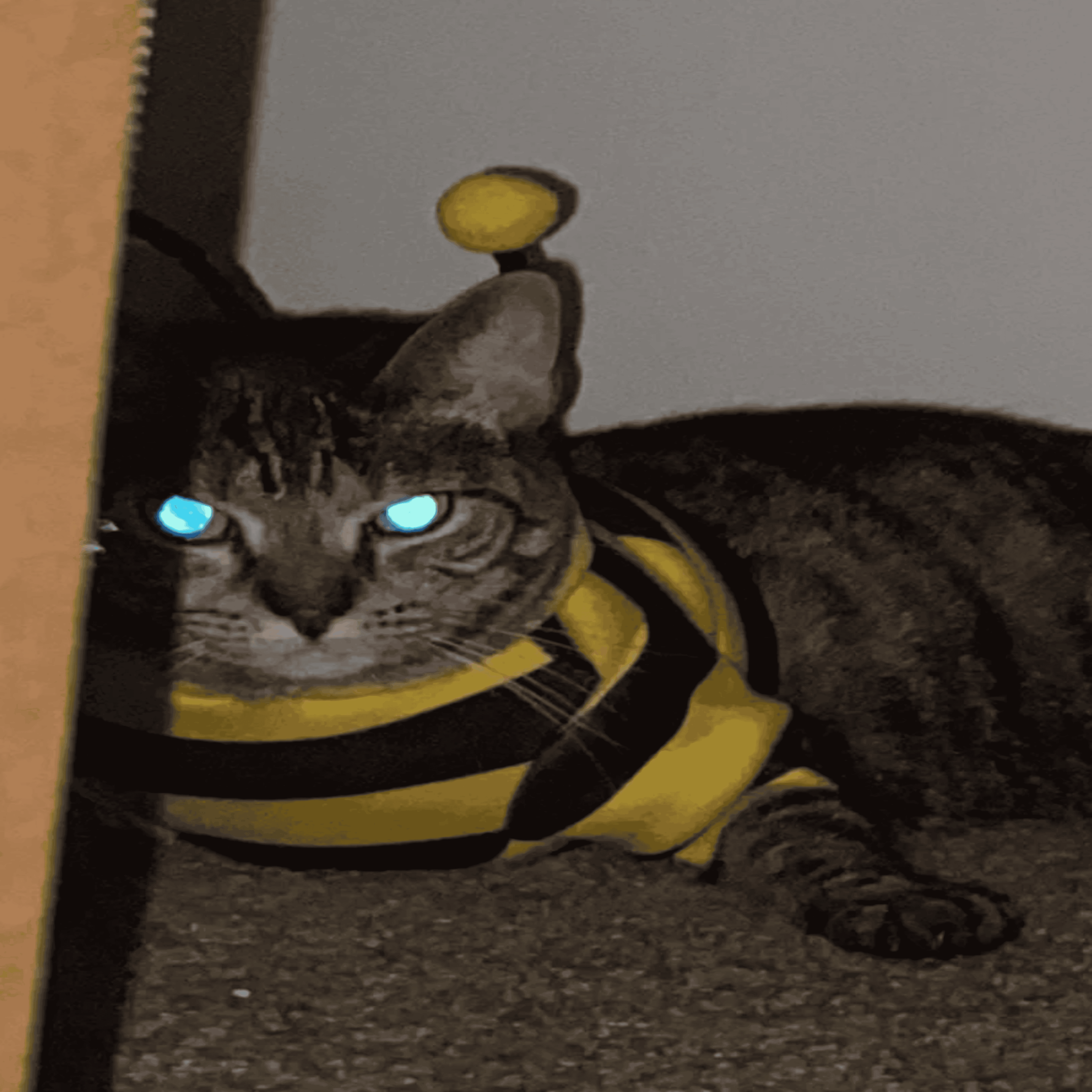A tabby cat with glowing blue eyes wears a yellow and black striped bee costume with antennae, lying on a carpeted floor next to a piece of furniture.