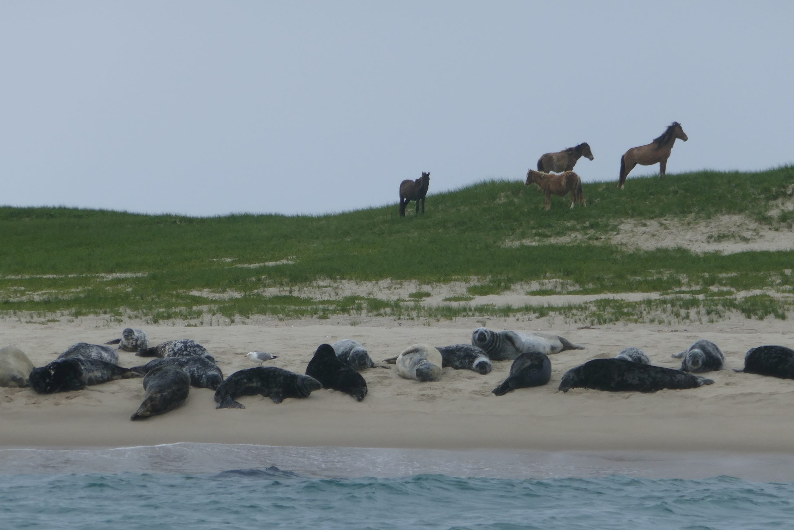 A group of seals rests on a sandy beach while four horses stand on the grassy dunes above.