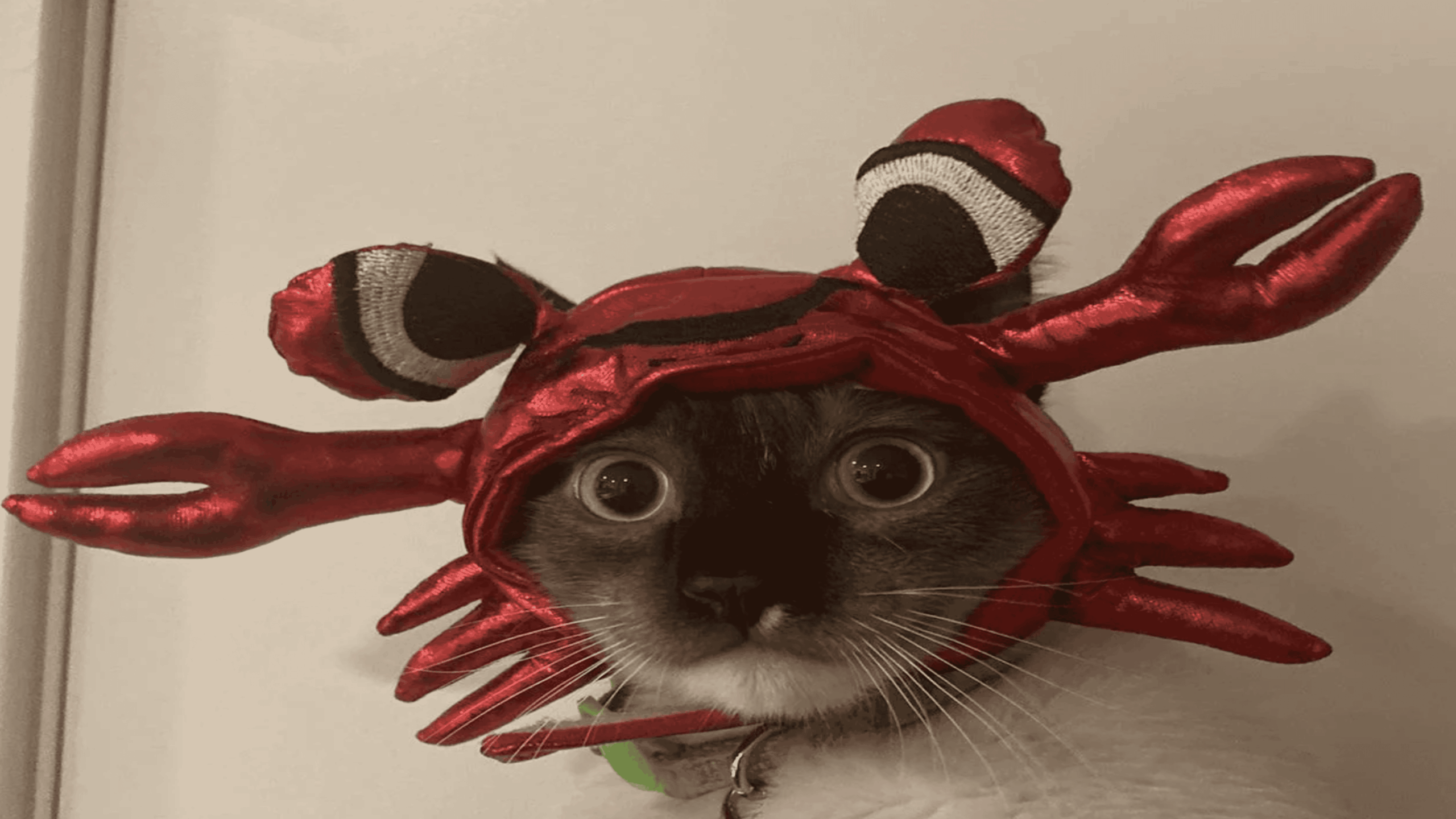 A cat with wide eyes wears a shiny red crab hat with large claws and eyes on stalks, looking directly at the camera.