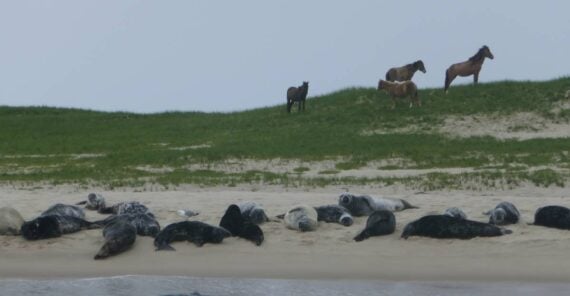 A group of seals rests on a sandy beach below a grassy dune with three horses standing on the crest.