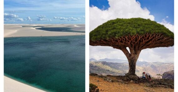 Split image showing white sand dunes surrounding turquoise lagoons on the left, and a dragon blood tree with a flat canopy overlooking a rocky landscape on the right.