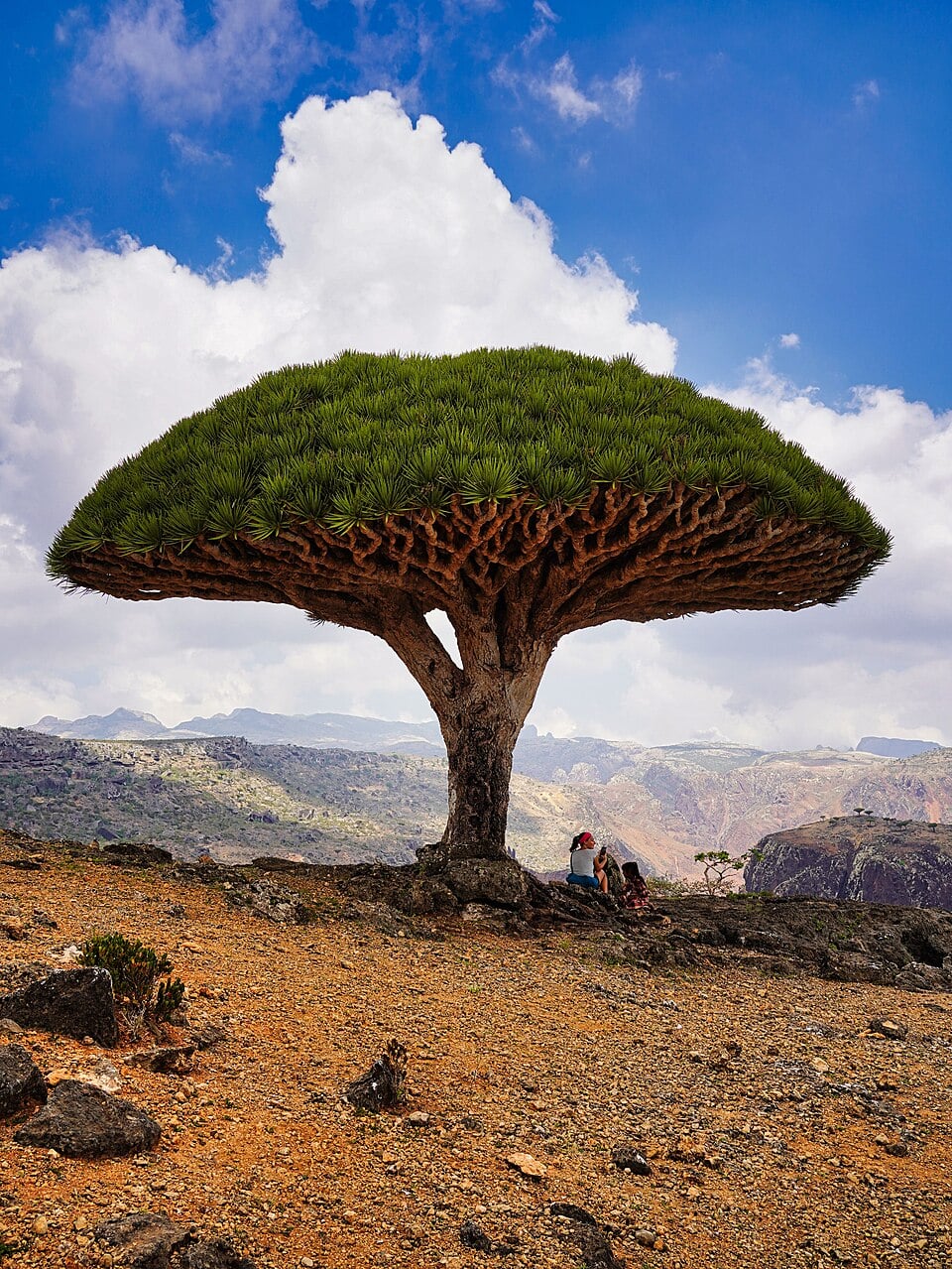 Two people sit in the shade of a large, umbrella-shaped dragon blood tree on a rocky, mountainous landscape under a blue sky with white clouds.