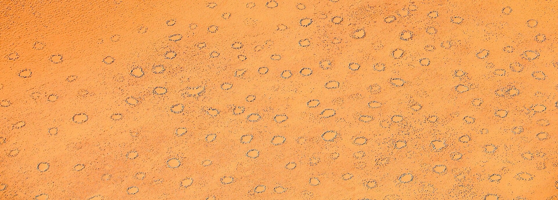 An aerial view of orange desert sand patterned with many scattered fairy circles of sparse vegetation.