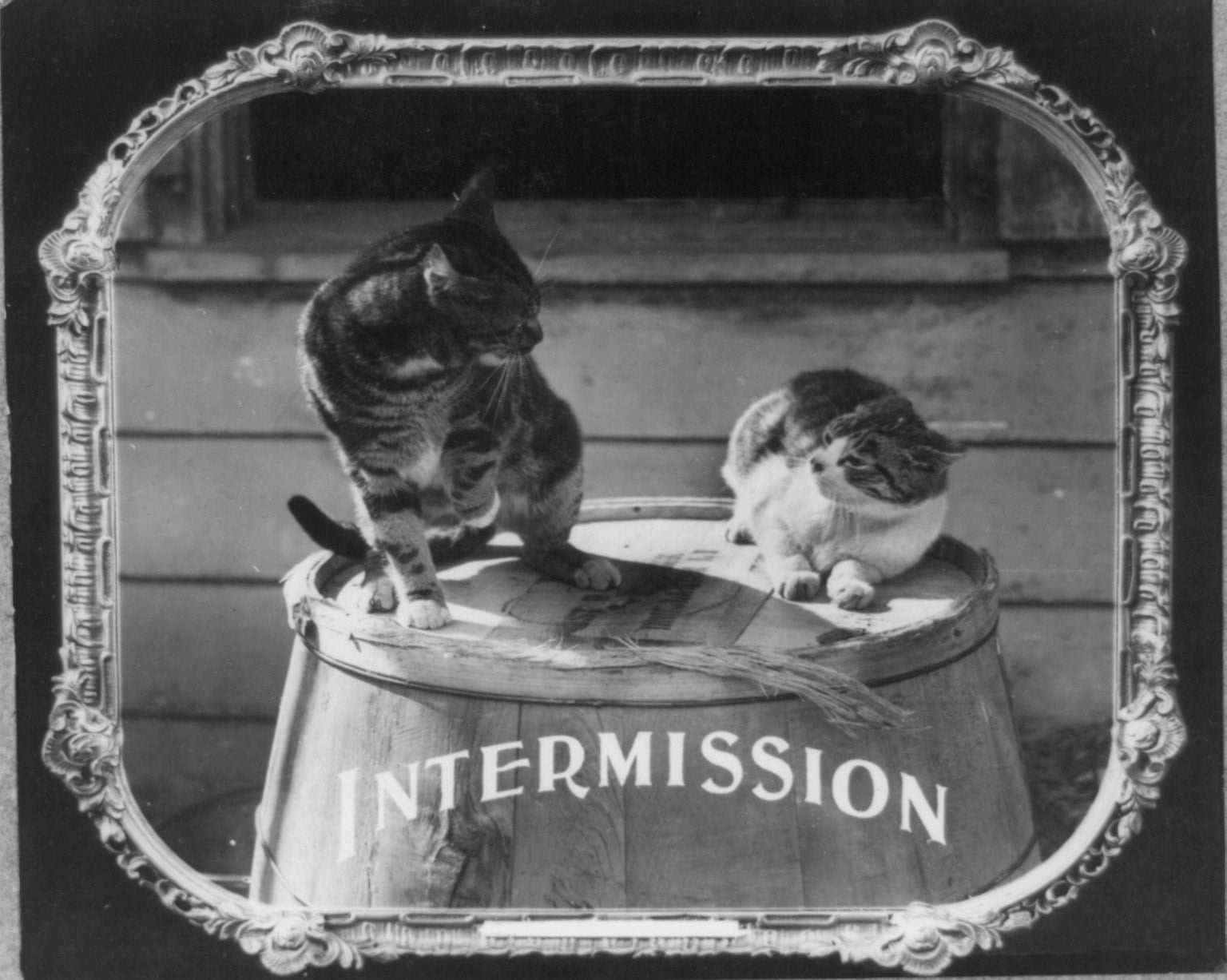 Two cats sit on top of a wooden barrel labeled “INTERMISSION,” all framed within an ornate, decorative border.
