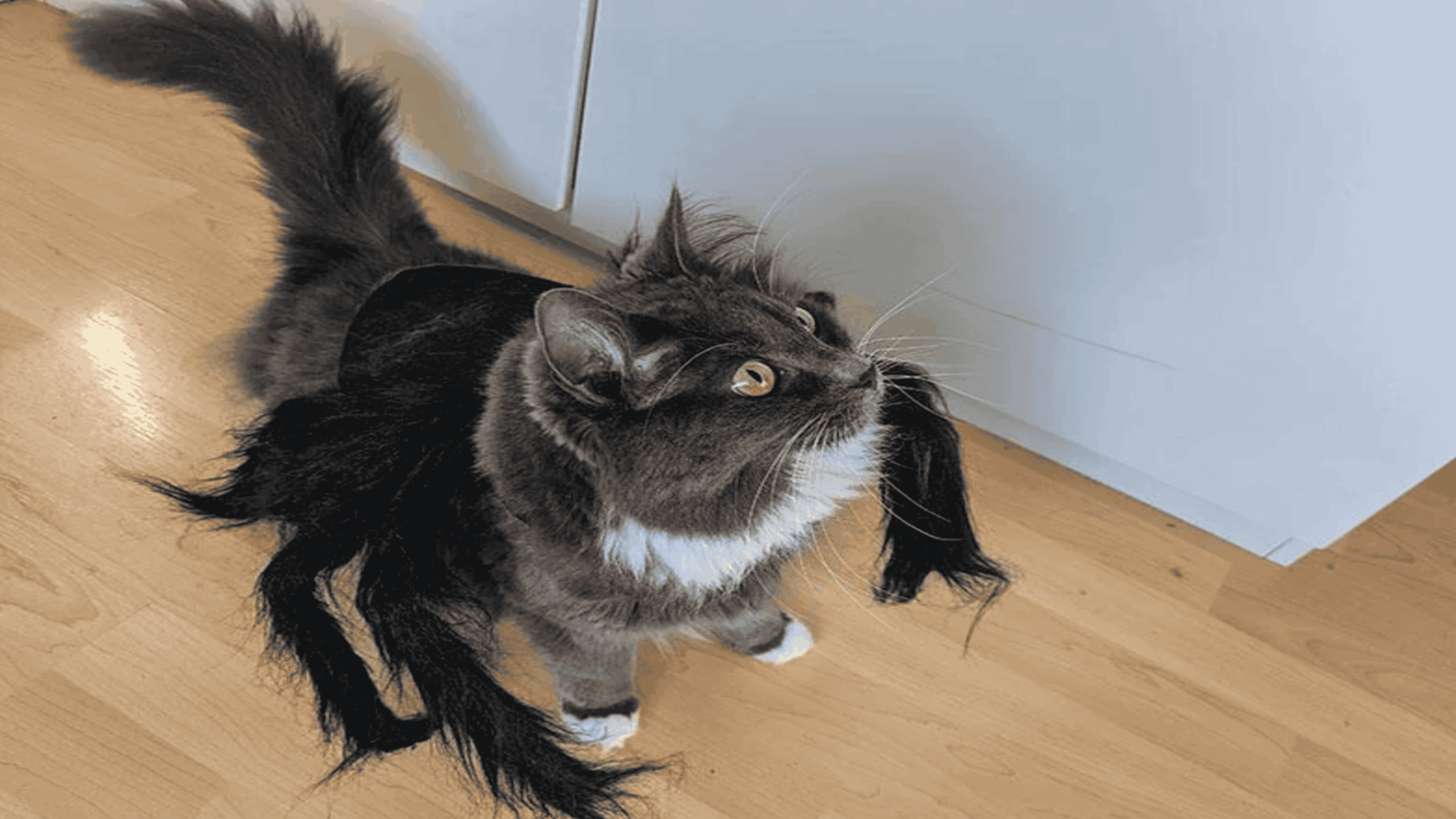 A fluffy gray and white cat wearing a black spider costume stands on a wooden floor, looking up toward white cabinets.