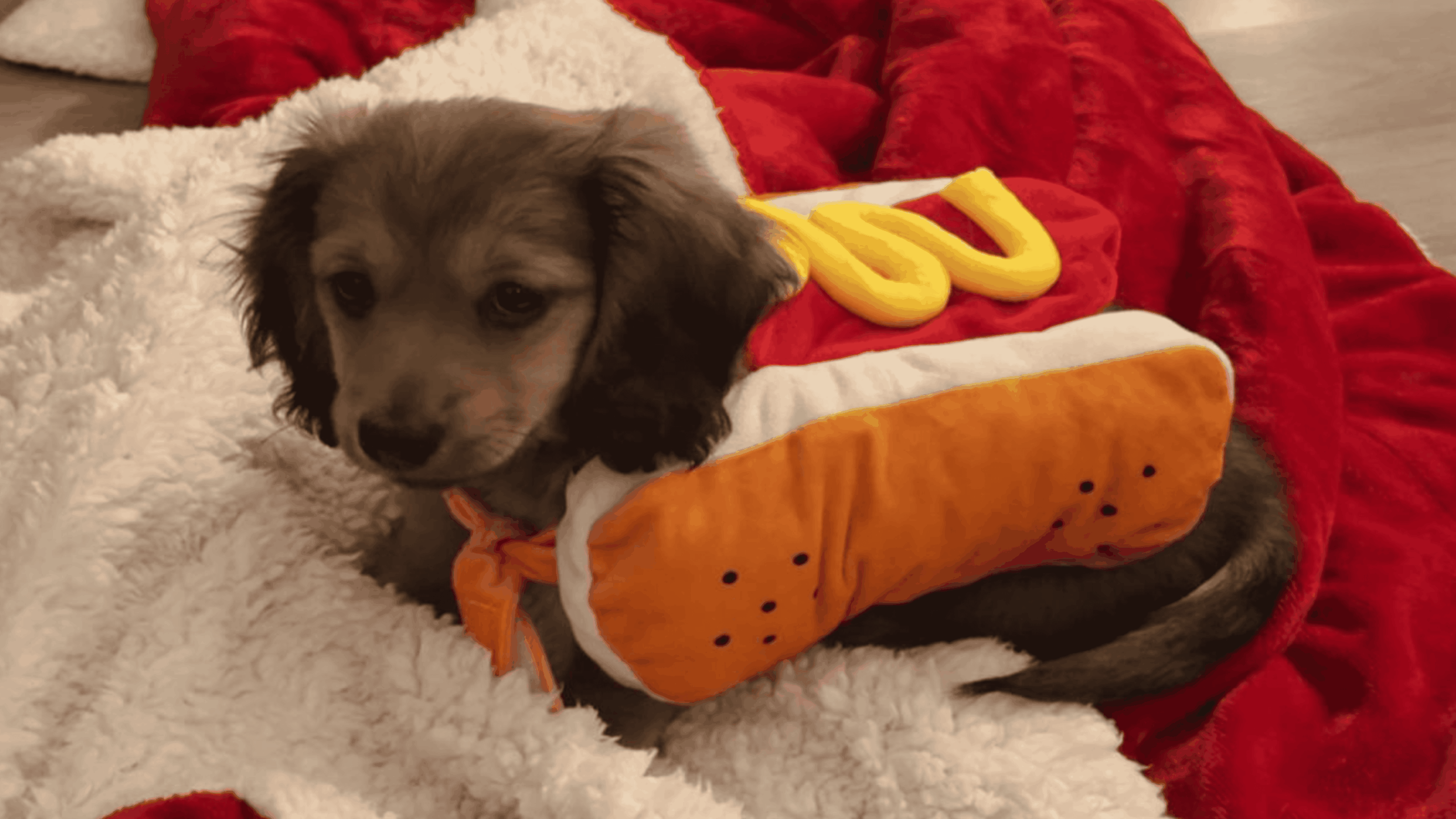 A small puppy is lying on a fluffy red and white blanket, wearing a costume that looks like a hot dog with mustard.