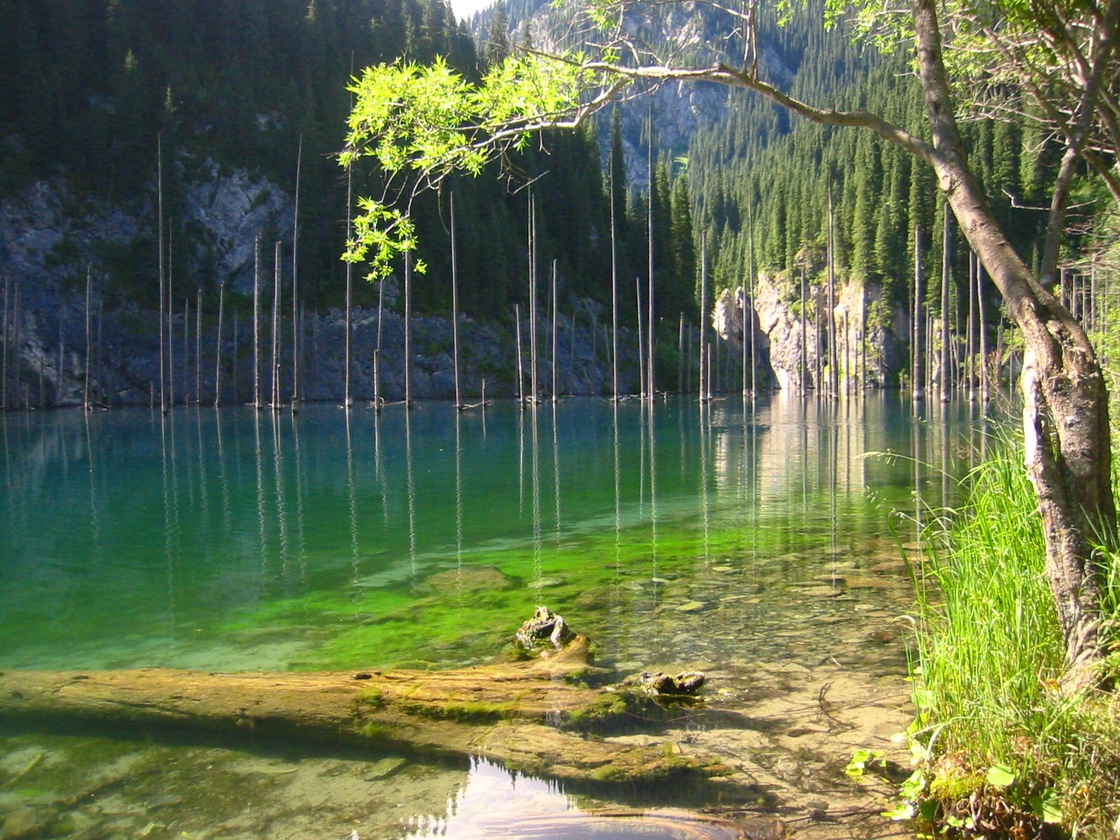 Dead spruce trees rise from the calm, turquoise water of Kaindy Lake, surrounded by a dense coniferous forest and rocky cliffs.