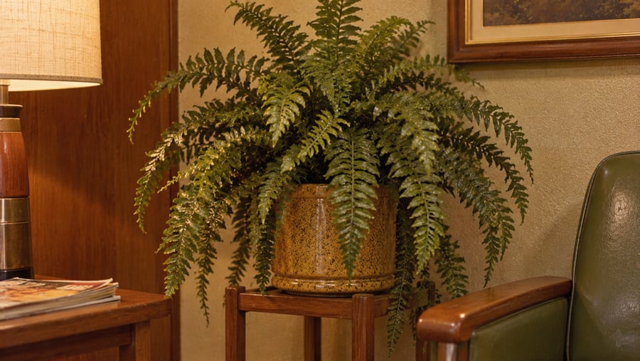 A large, bushy fern in a speckled ceramic pot sitting on a wooden plant stand.