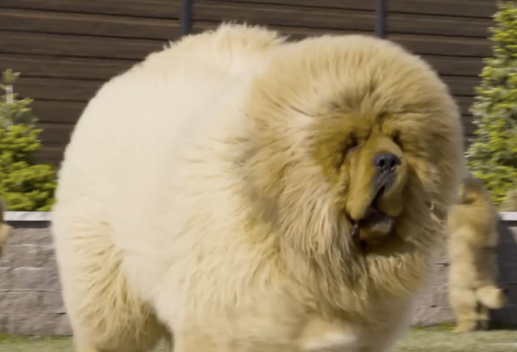 A large, fluffy, golden-colored Tibetan Mastiff standing outdoors.