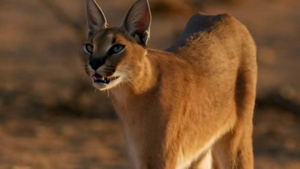 A caracal with distinctive tufted ears standing in a dry, sandy environment.