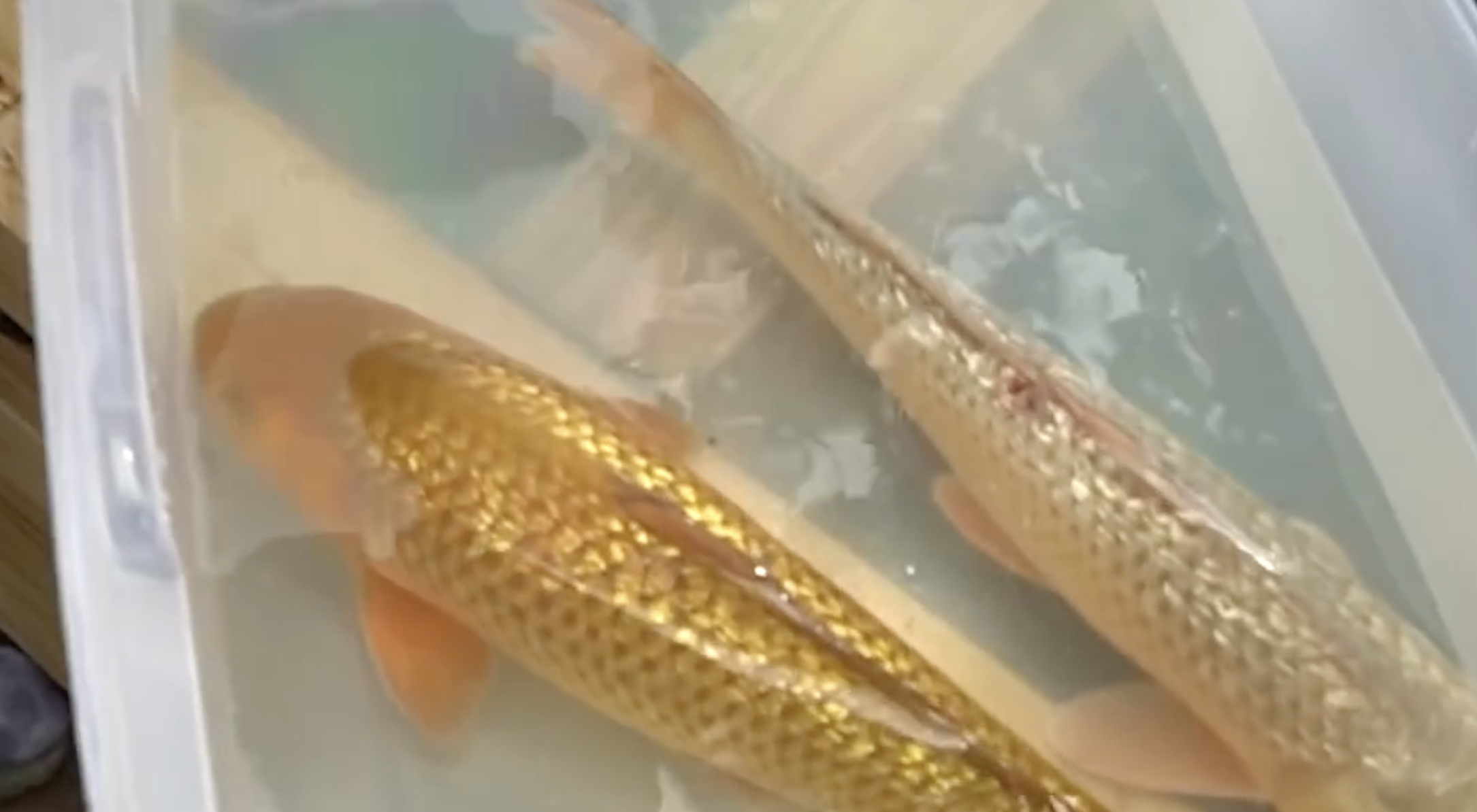 Two gold koi fish swimming in a shallow plastic container.