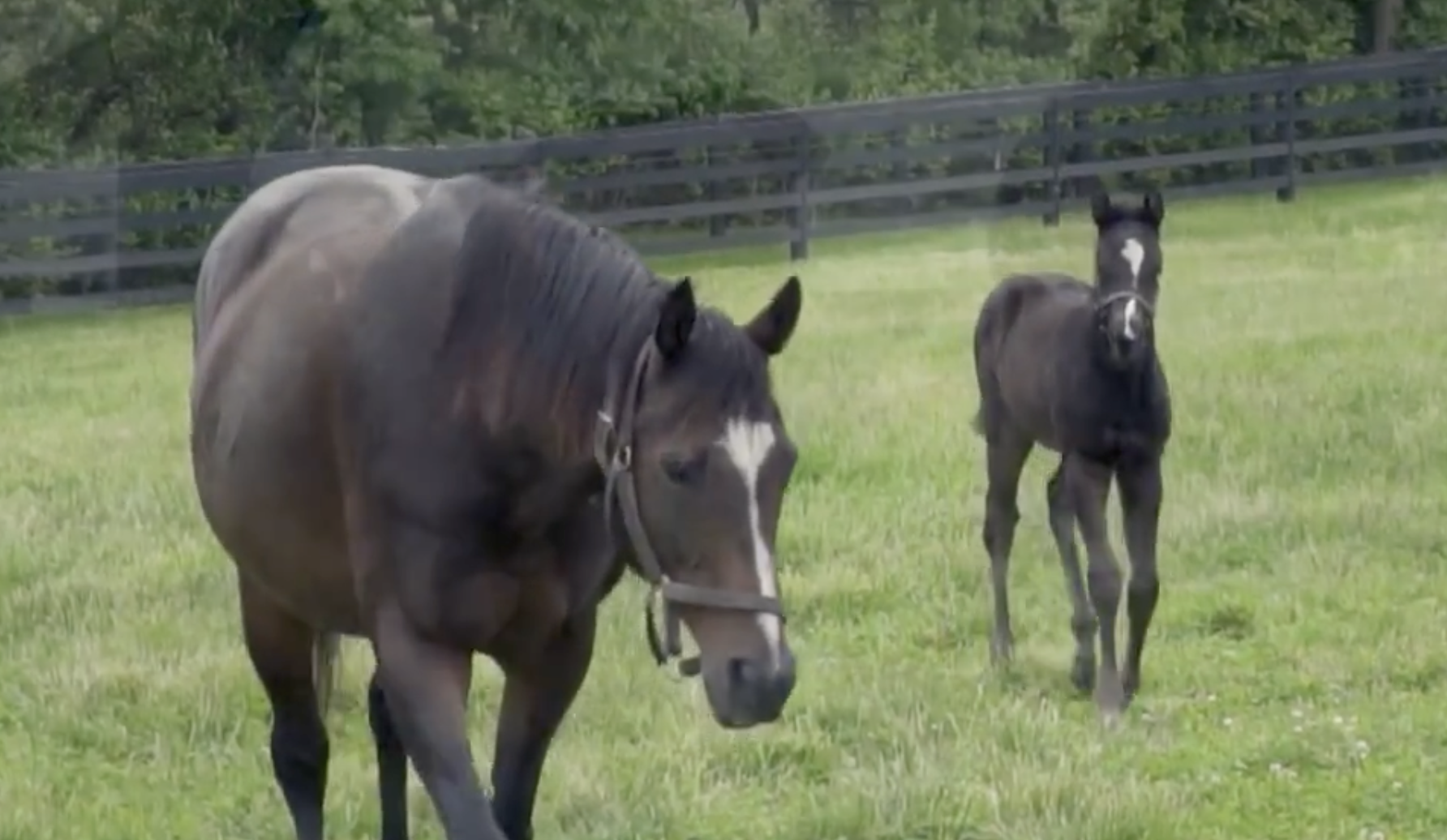 A dark horse and her foal walking through a grassy pasture.