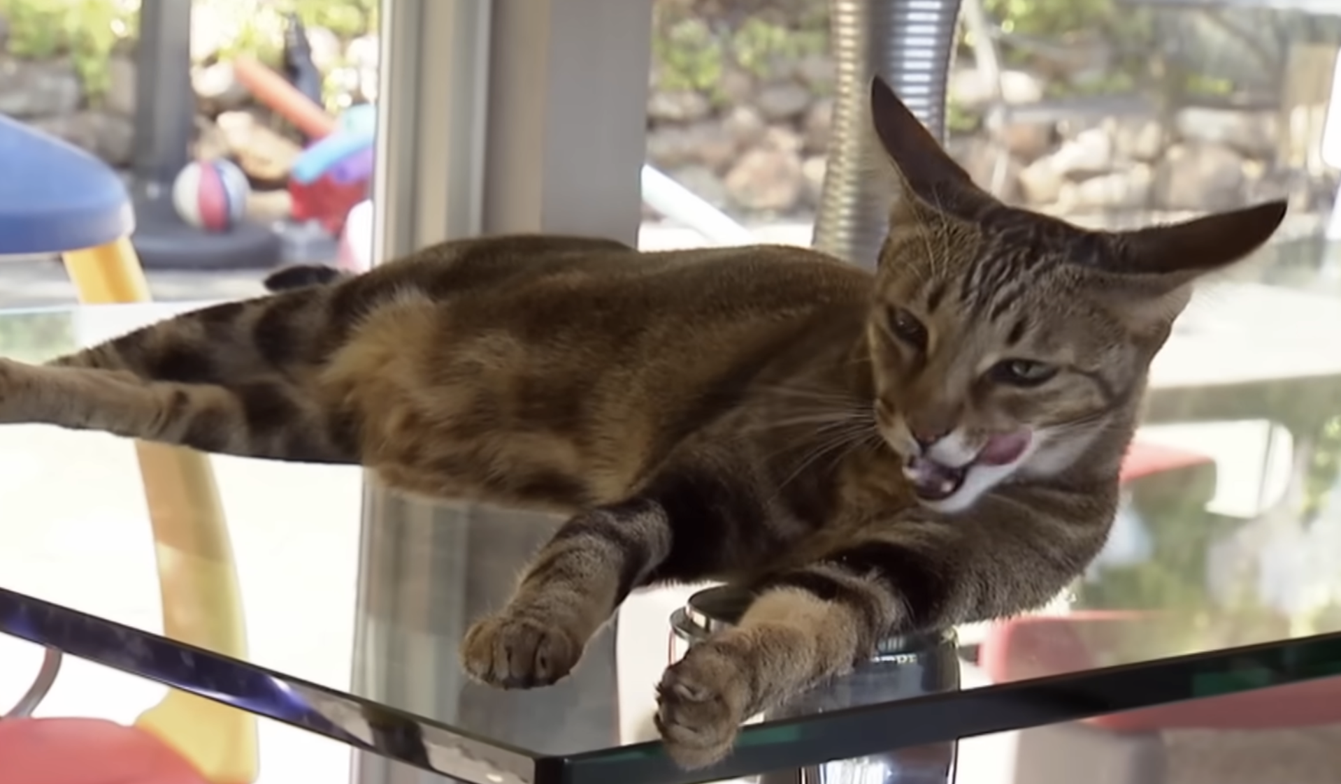 A brown tabby cat lounging on a glass table and licking its lips.