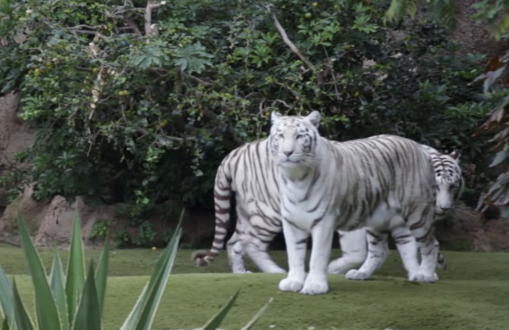 Two white tigers walking across a grassy enclosure in front of greenery.