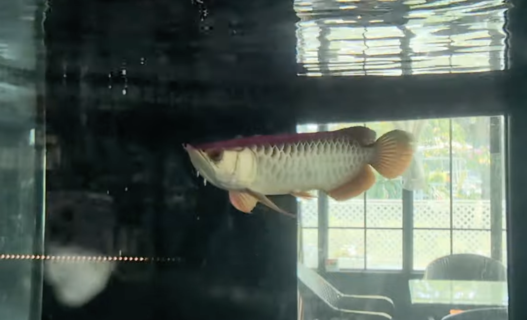 An arowana fish swimming in an aquarium.