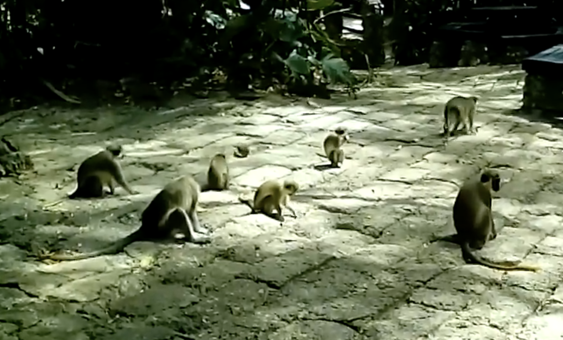 A group of monkeys sits on a stone-paved path in a wooded area.