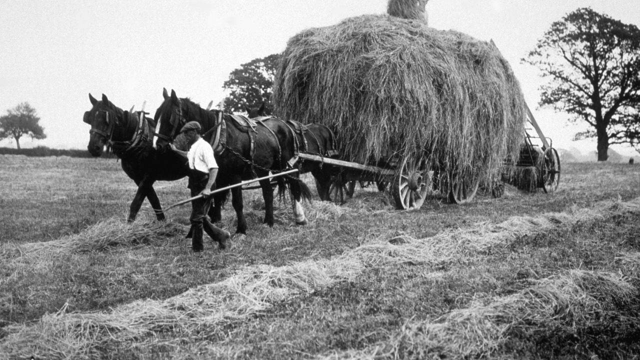 A person walks beside two horses pulling a large wagon loaded with hay in a field. The scene appears old-fashioned, possibly from the early 20th century.