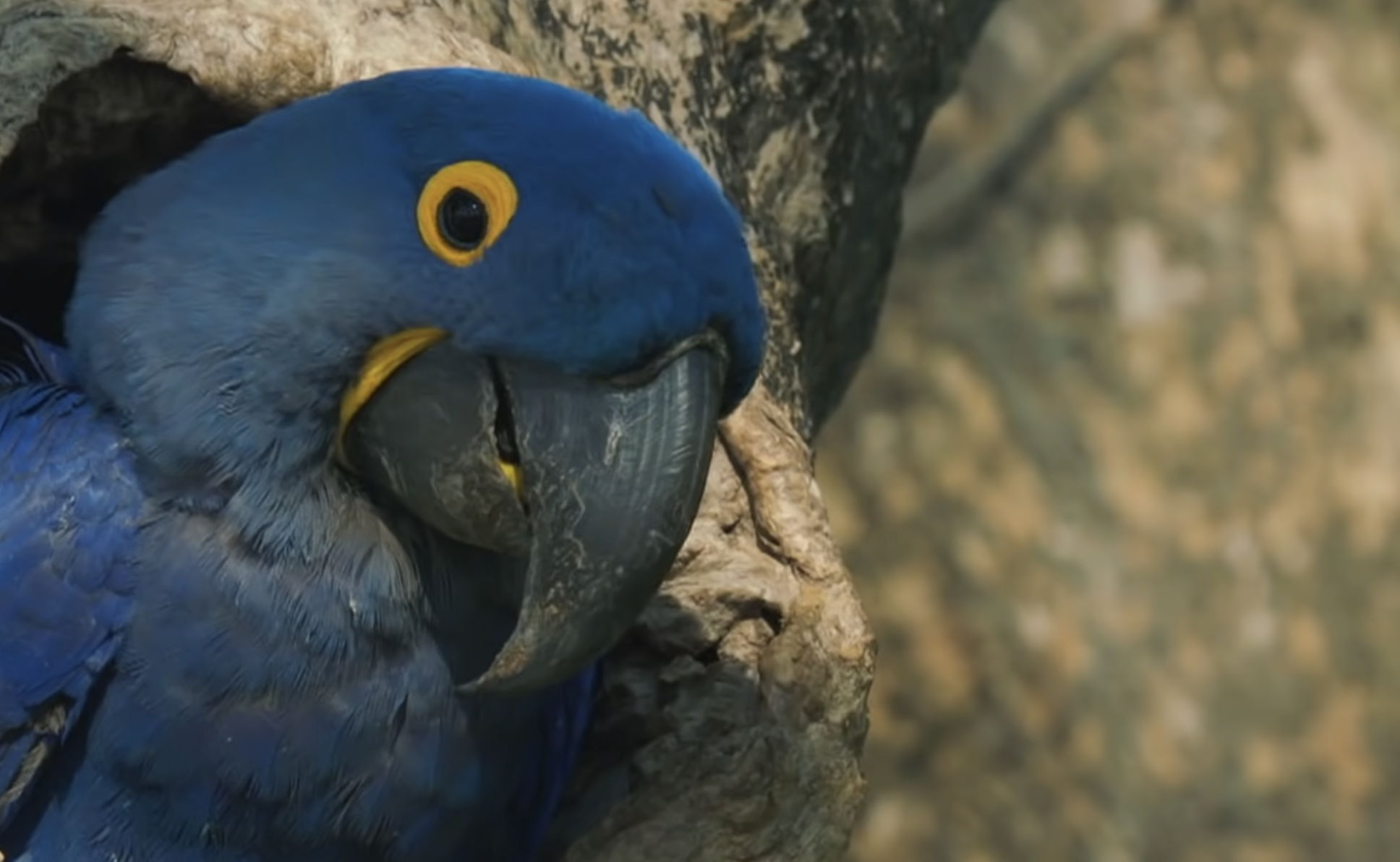 A hyacinth macaw with bright blue feathers and a yellow eye ring peeking out of a hole in a tree.