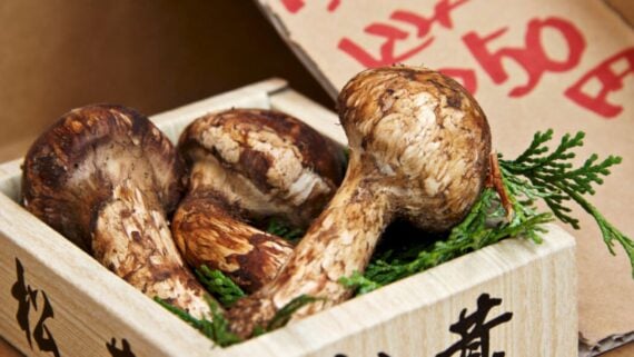 Three matsutake mushrooms inside a small wooden box decorated with evergreen sprigs.
