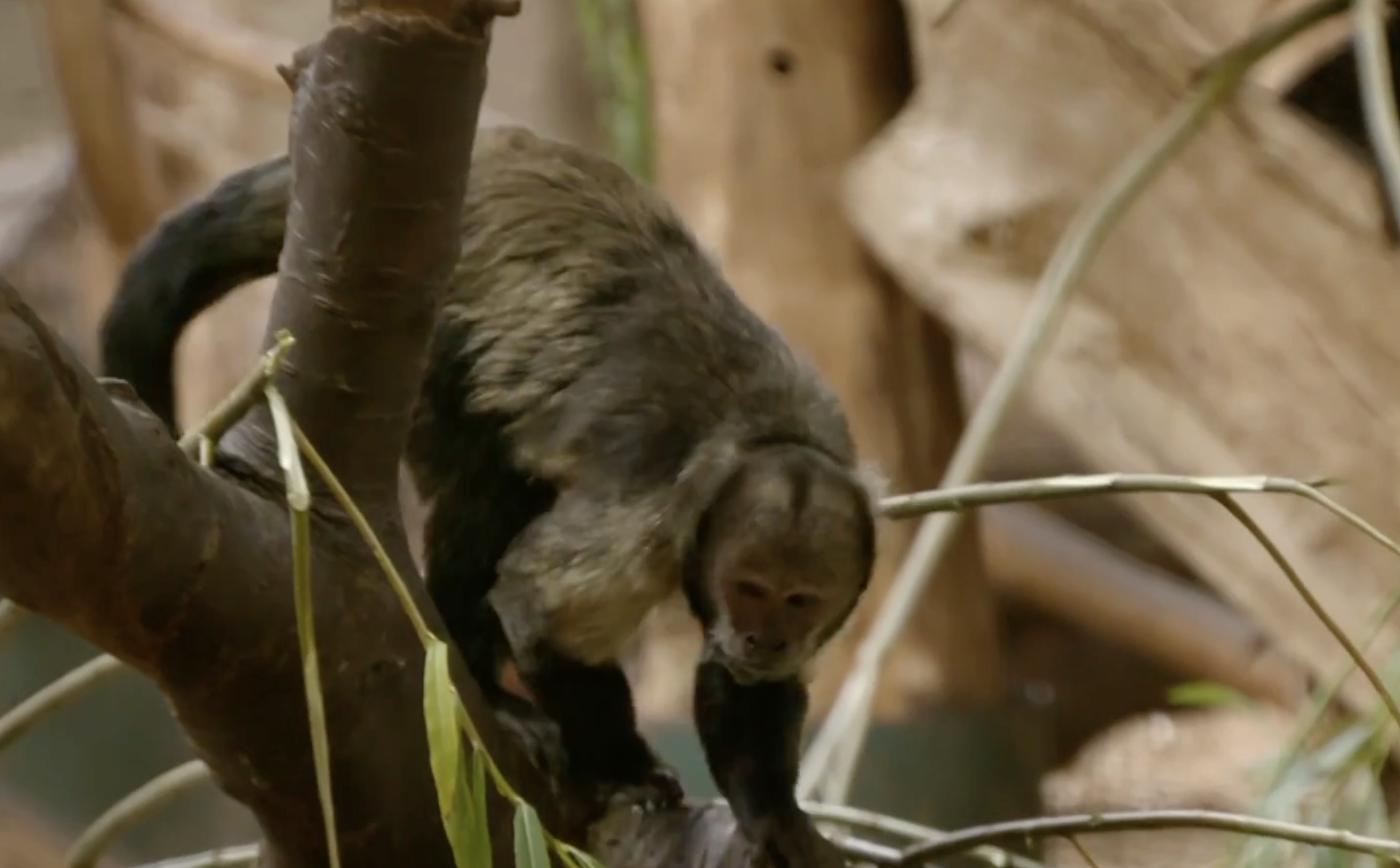 A capuchin monkey perched on a tree branch.