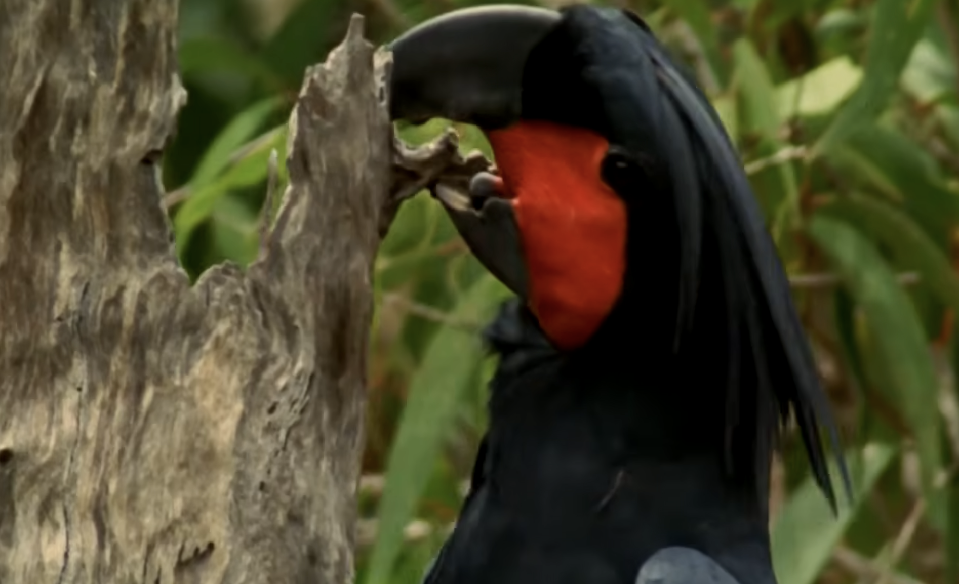 A palm cockatoo with black feathers and a bright red cheek patch gnawing on a piece of wood.