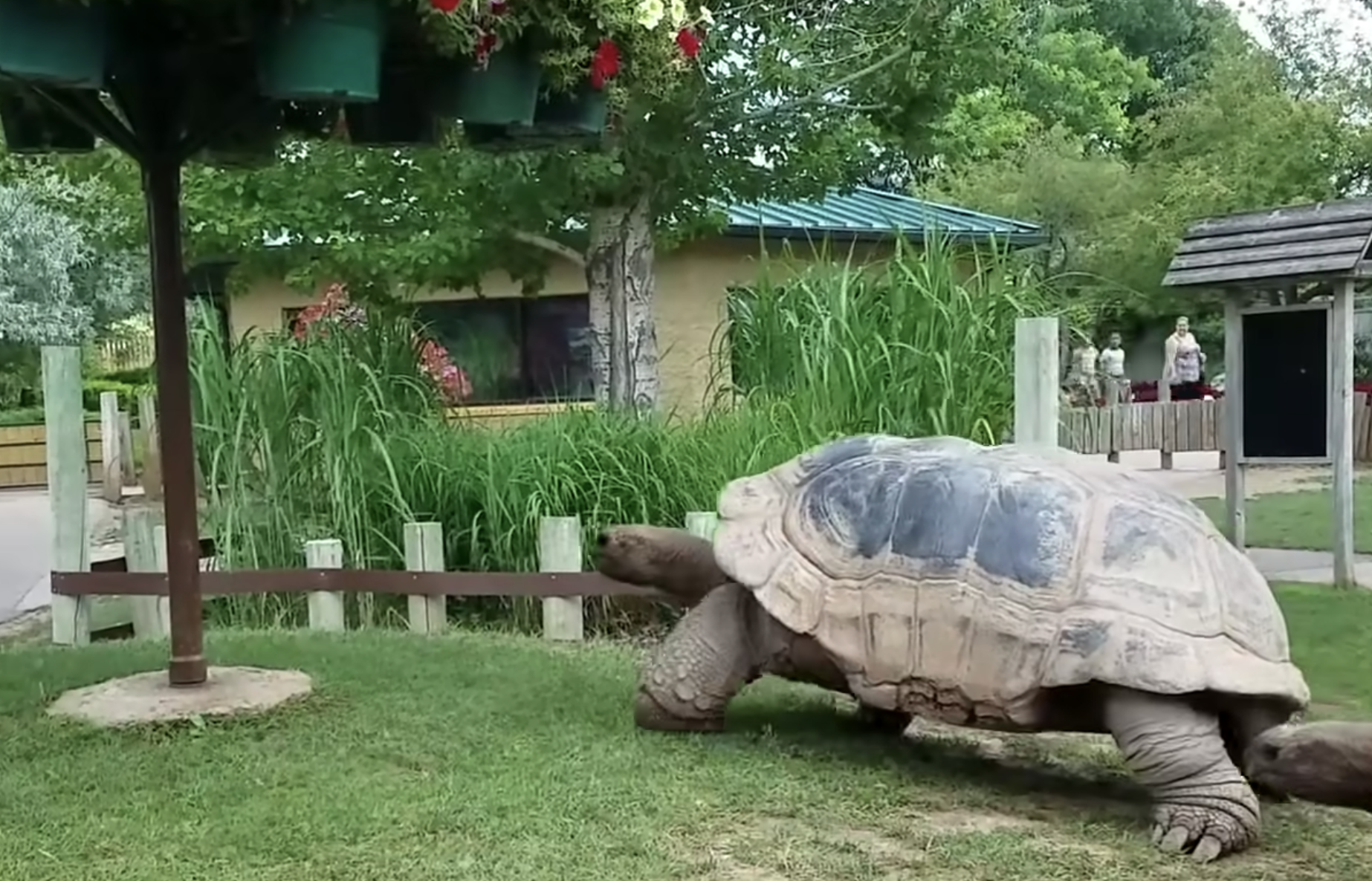 A large tortoise walks across the grass in an outdoor zoo enclosure.