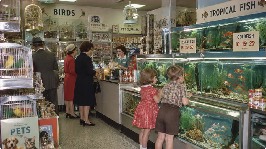 A busy mid-century pet store where children watch tropical fish in large tanks while adults stand at the service counter.